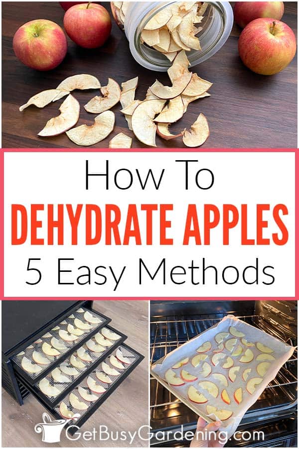  Como desidratar maçãs: 5 métodos simples de secagem
