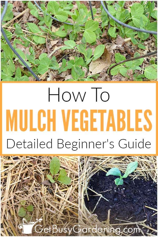  Beginners Guide to Mulching in grientetún