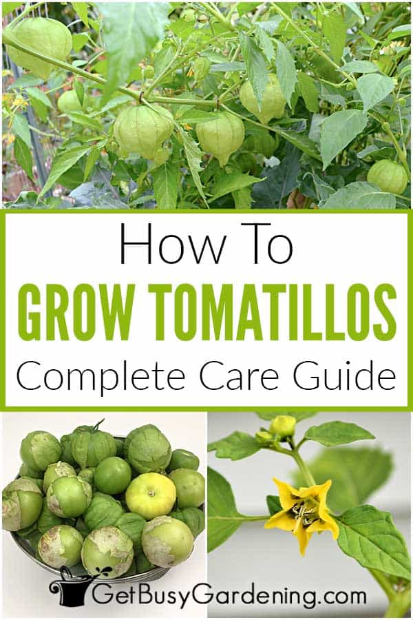  Hoe tomatillos thús te groeien
