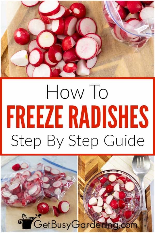  Comment congeler les radis de la bonne façon