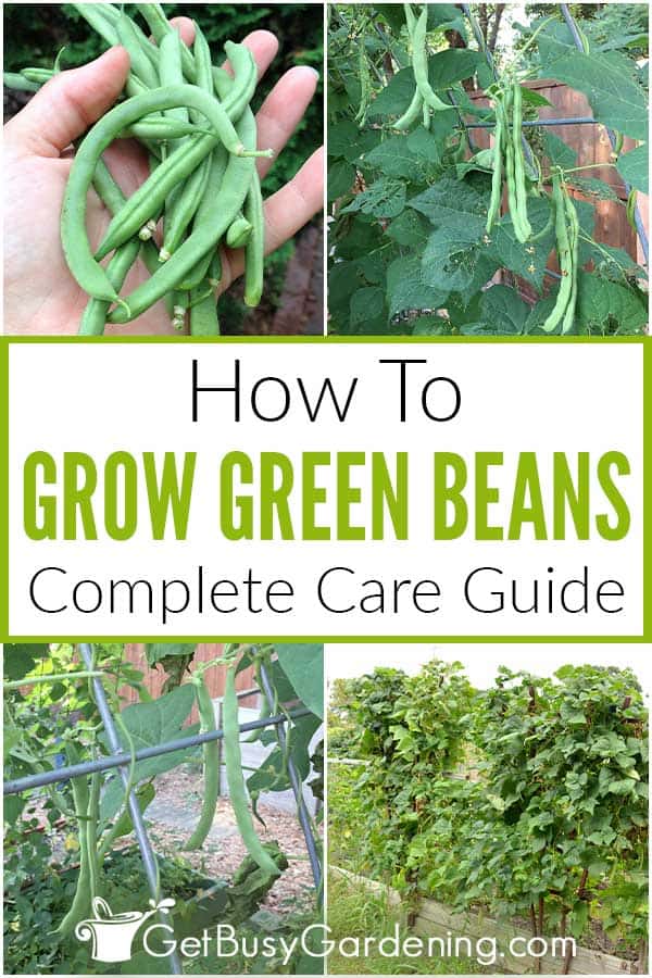  Jak pěstovat zelené fazole doma