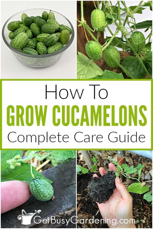  အိမ်တွင် Cucamelons (မောက်ဖရဲ) စိုက်ပျိုးနည်း