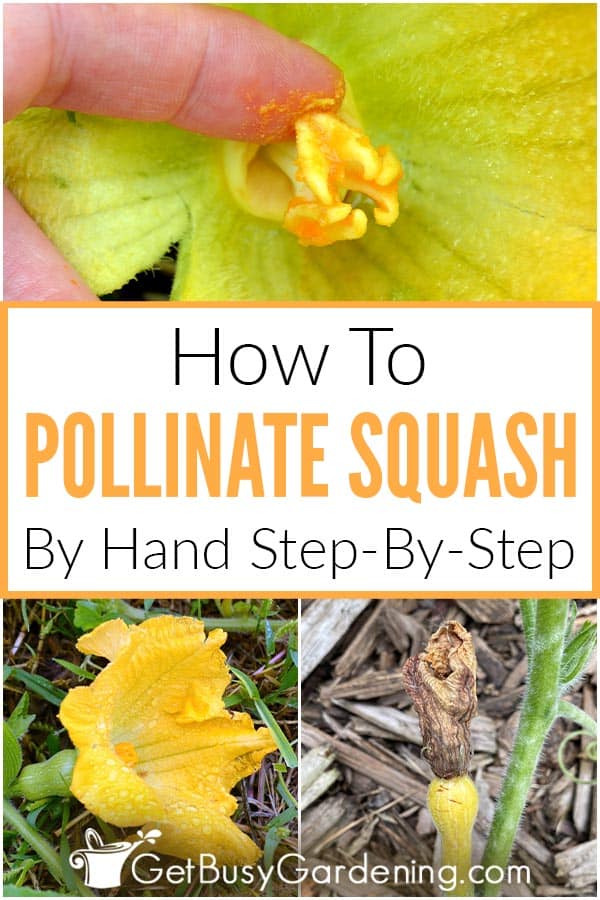 ວິທີການ pollinate Squash ດ້ວຍມືສໍາລັບການຜະລິດສູງສຸດ