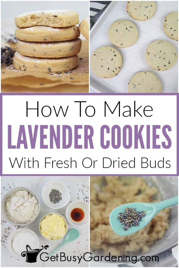  Lavender Cookies Recipe