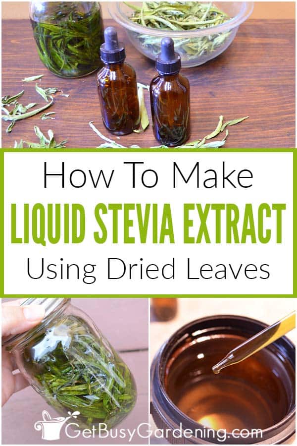  Hoe meitsje selsmakke DIY floeibere stevia-ekstrakt