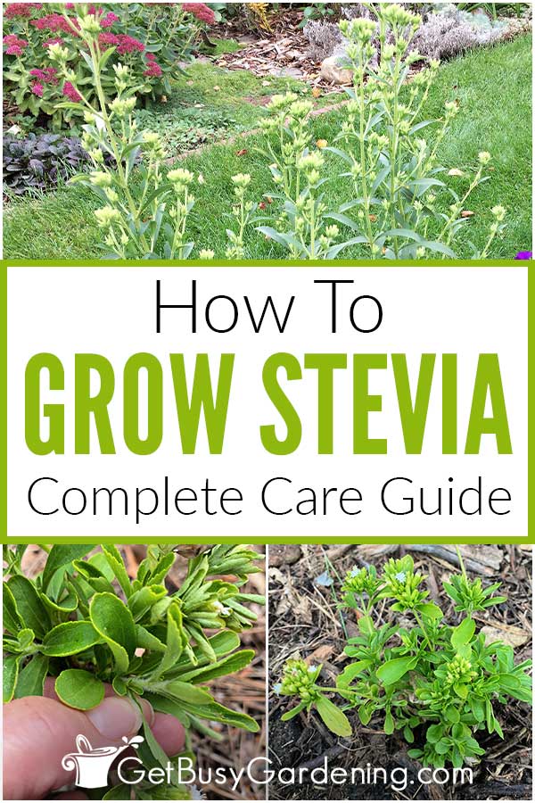 Hoe Stevia thús te groeien