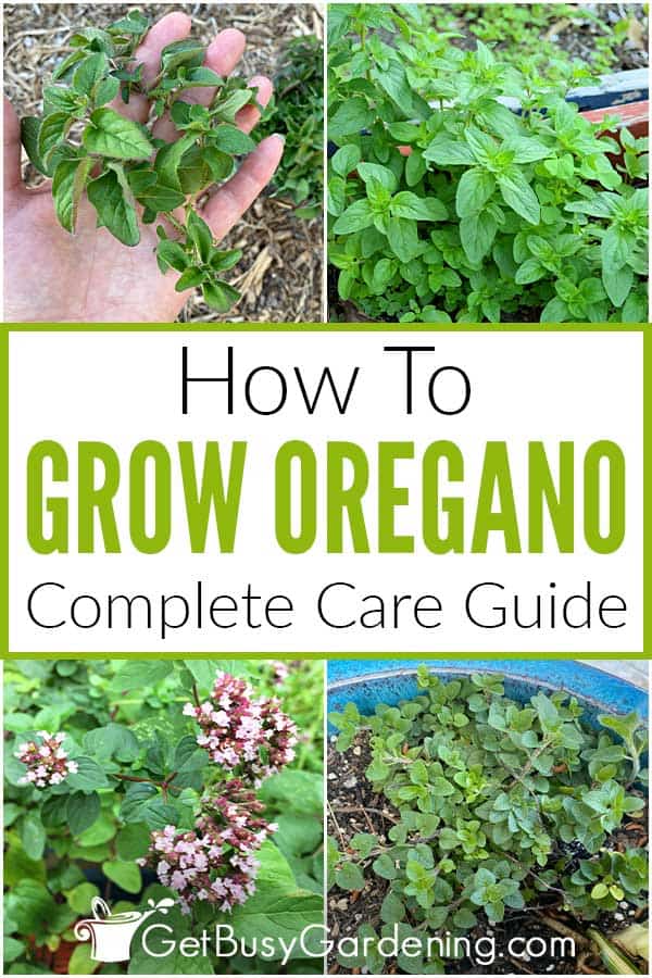  Како да одгледувате растение оригано дома