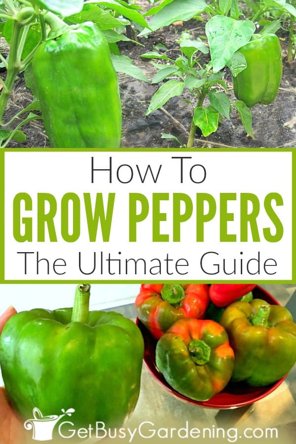  Πώς να καλλιεργήσετε πιπεριές: Ο απόλυτος οδηγός