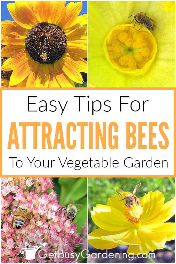  Cómo atraer a las abejas a su huerto - Guía completa