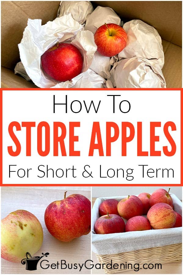  Short &amp;를 위해 사과를 보관하는 방법 장기간