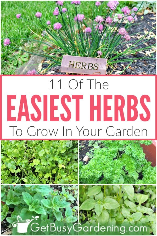  11 лесни билки за одгледување во вашата градина