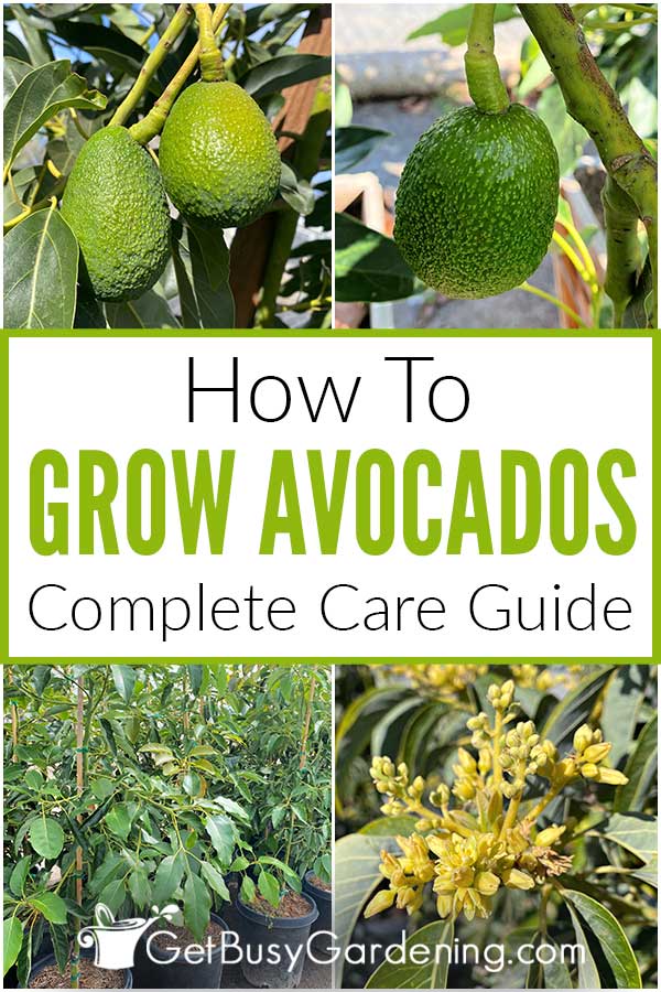  Sådan dyrker du et avocadotræ