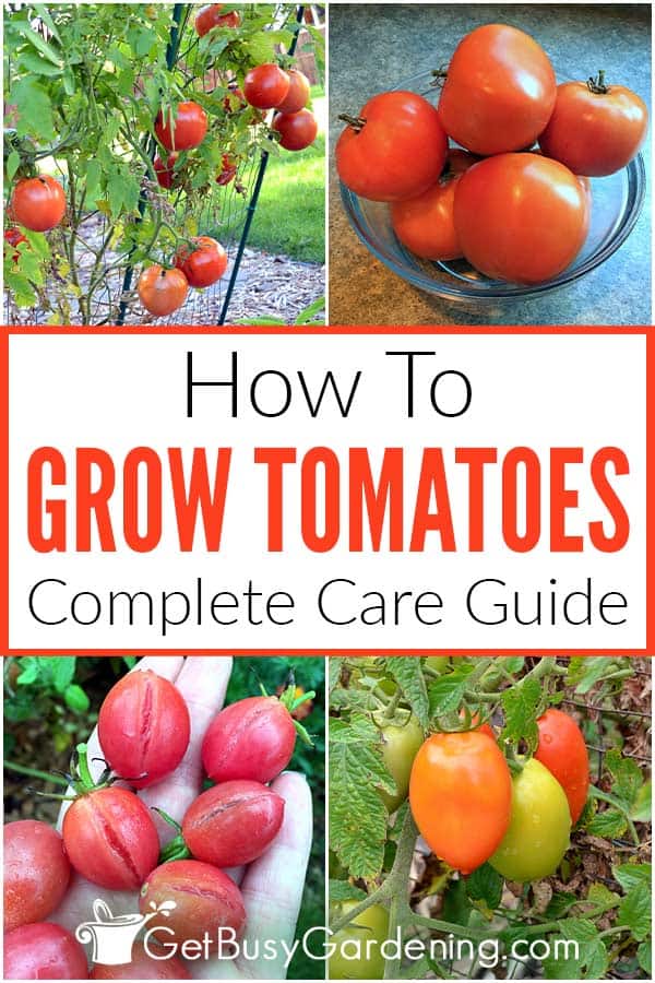  Hoe tomaten thús groeie
