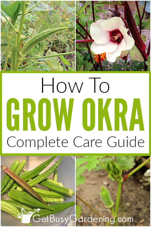  Como cultivar okra na casa