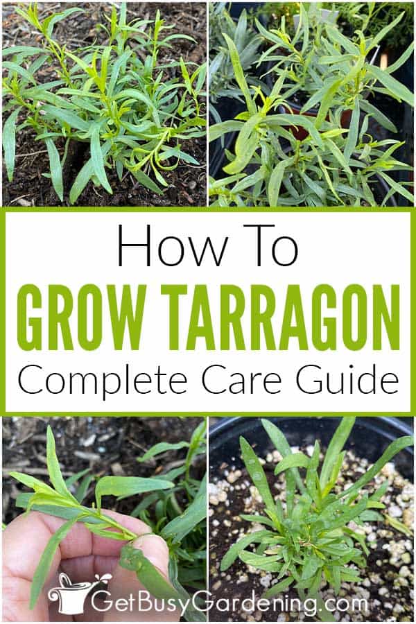  घर पर तारगोन कैसे उगाएं
