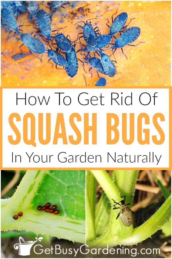  Organic Squash Bug Kontrola - Nola kentzeko modu naturalean