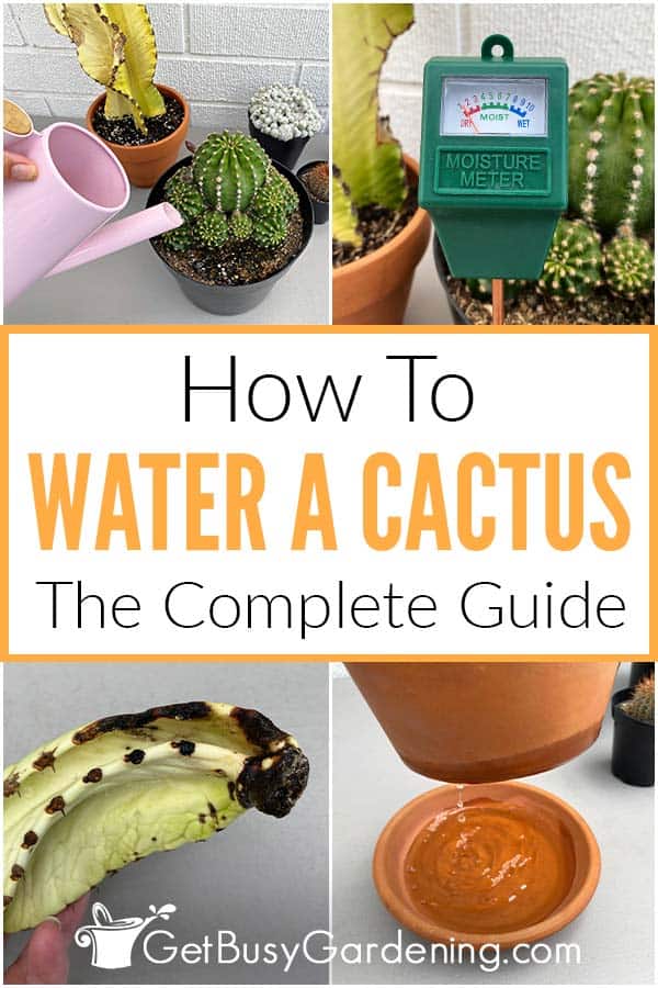  Hoe kinne jo in kaktusplant wetterje