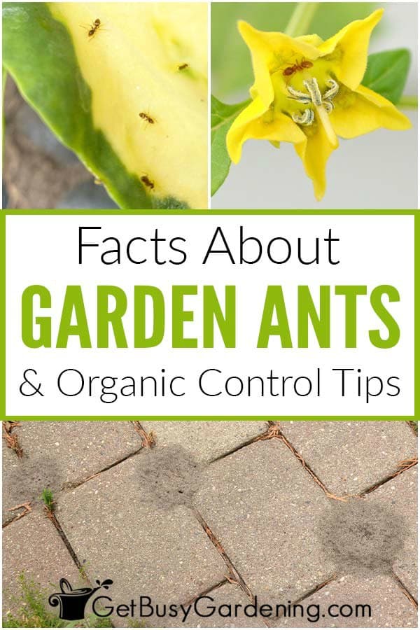  Γεγονότα σχετικά με τα μυρμήγκια σε έναν κήπο &amp; Συμβουλές βιολογικού ελέγχου
