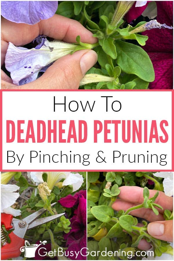  Kuidas Deadhead Petunias teel Pinching &amp; Pügamine