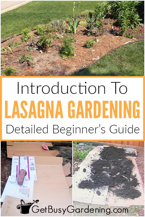  Lasagne puutarhanhoito 101: Miten tehdä lasagne puutarha