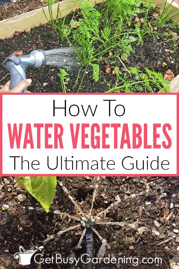  Wie man einen Gemüsegarten richtig bewässert!