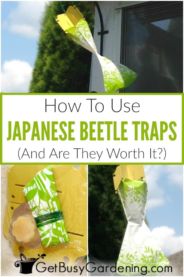  Πώς να χρησιμοποιήσετε τις παγίδες ιαπωνικών σκαθαριών