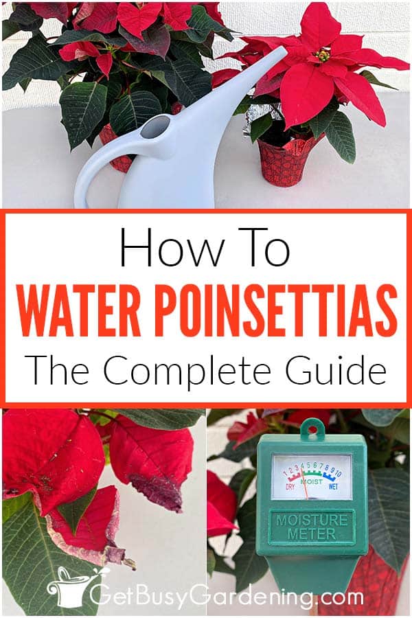  วิธีการรดน้ำ Poinsettias