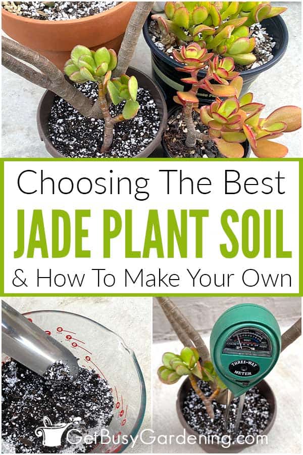  Kako odabrati najbolje tlo za biljke žada