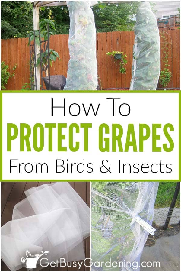  Como protexer as uvas dos paxaros e amp; Insectos