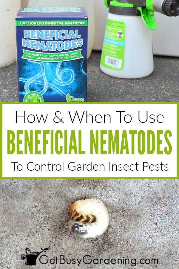  Nützliche Nematoden zur Bekämpfung von Gartenschädlingen