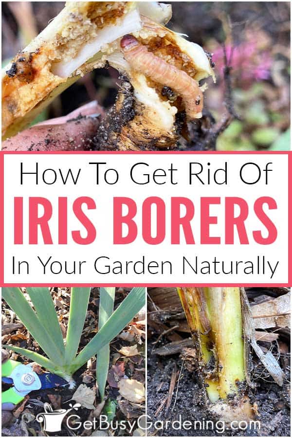  Miten päästä eroon Iris Borers luonnollisesti