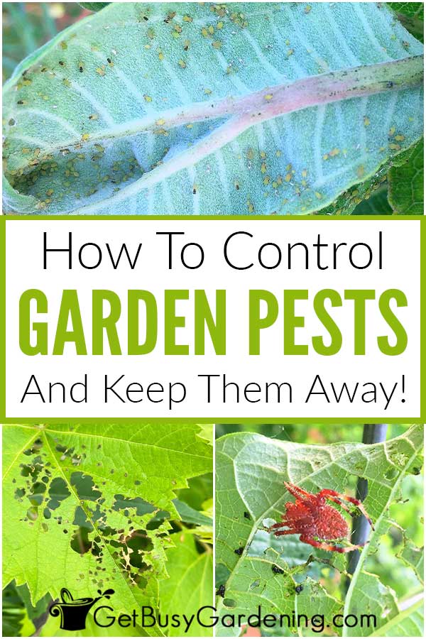  如何自然控制花园害虫