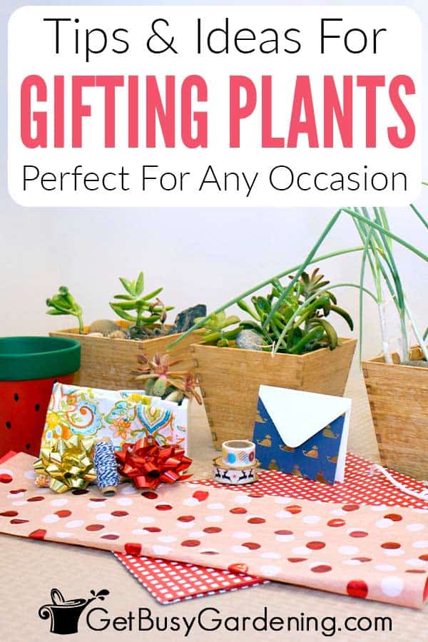 Nasveti in ideje za podarjanje rastlin kot daril
