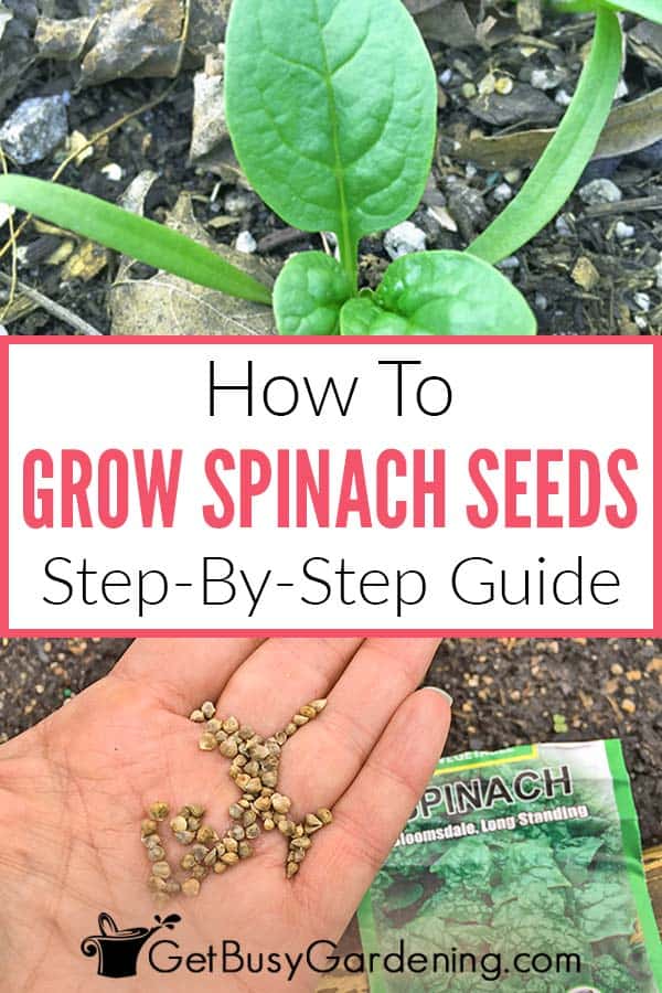  Πώς να καλλιεργήσετε σπανάκι από σπόρο &amp; amp; Πότε να φυτέψετε