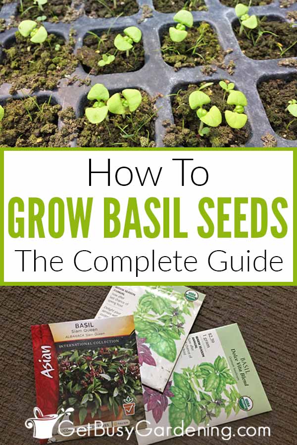  Kako gojiti baziliko iz semen Plus saditev &amp; amp; Nasveti za nego
