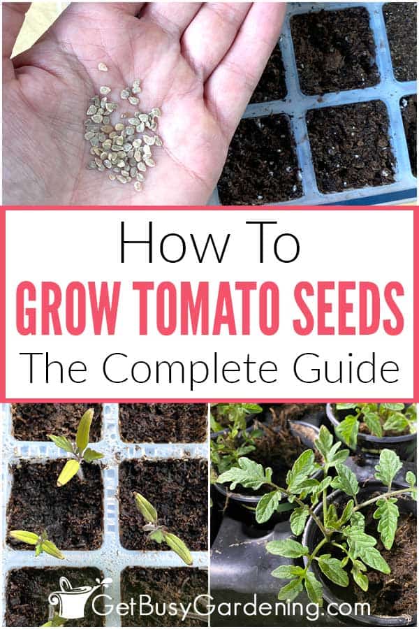  Kuinka kasvattaa tomaatteja siemenestä &amp; leima; Milloin aloittaa?