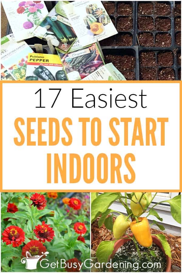  17 Cele mai ușoare semințe pentru a începe în interior