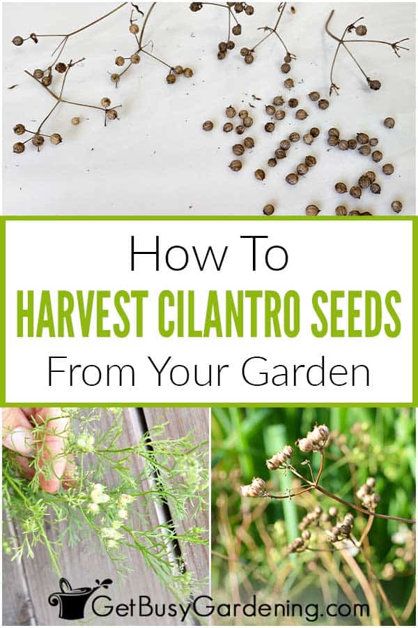  ရိတ်သိမ်းနည်း &amp; သင်၏ဥယျာဉ်မှ Cilantro မျိုးစေ့များကိုရယူပါ။
