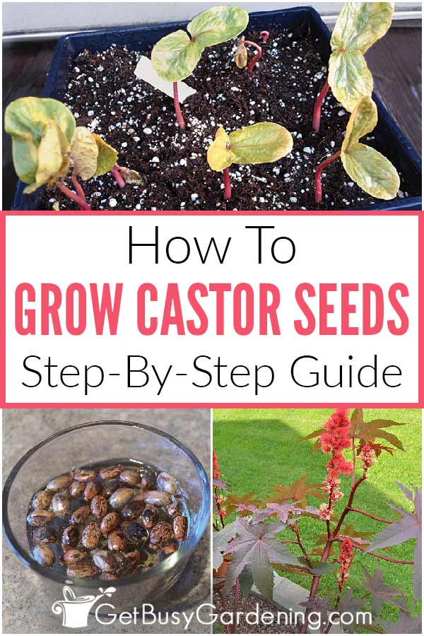  Miten kasvattaa Castor Bean Kasvit siemenestä