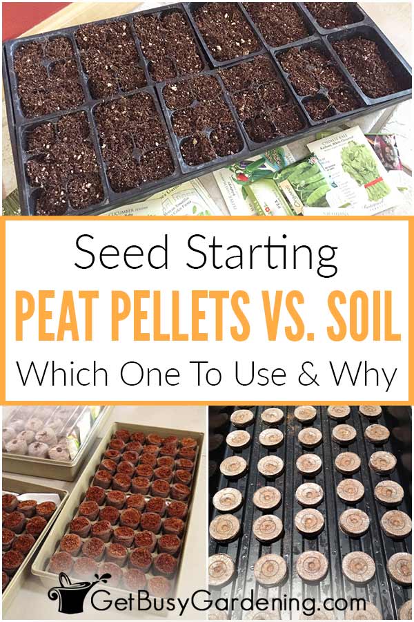  Seed Starting Peat Pellets vs. Հող. Ո՞րը պետք է օգտագործեք և ինչու: