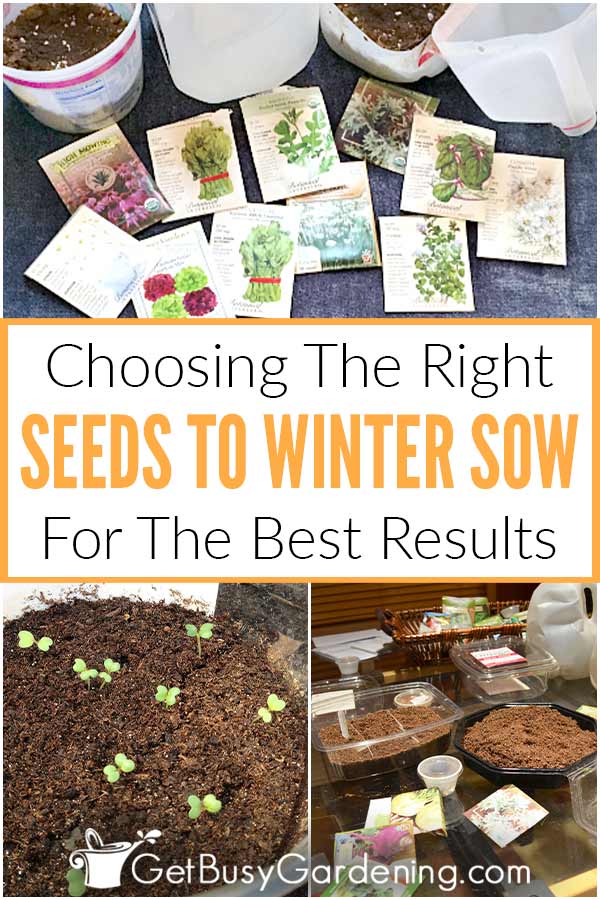  Les meilleures graines pour les semis d'hiver &amp; ; comment les choisir