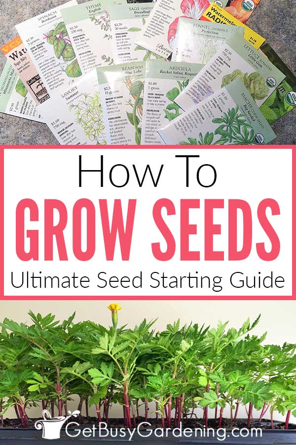  Jak pěstovat semínka: dokonalý průvodce zakládáním semínek