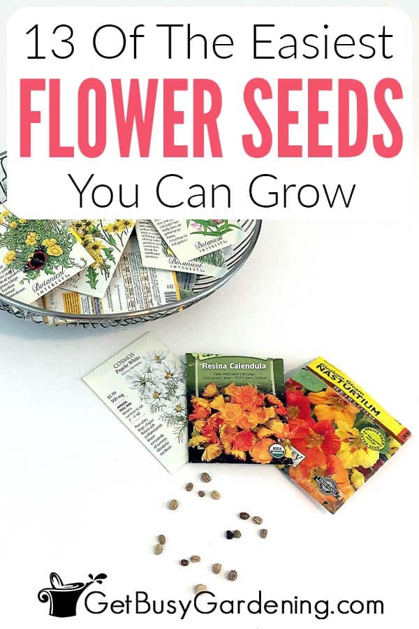  13 flores anuales fáciles de cultivar a partir de semillas
