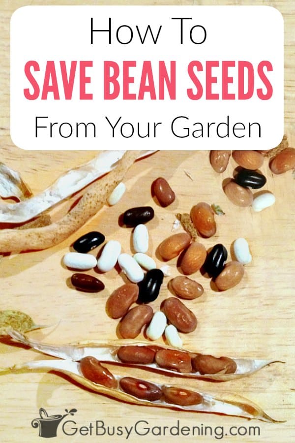  Como guardar sementes de feijão do seu jardim