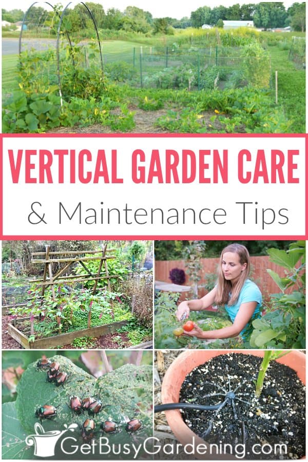  Održavanje vertikalnog vrta &amp; Savjeti za njegu
