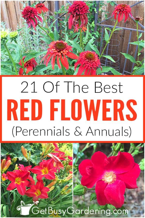  En İyi 21 Kırmızı Çiçek (Çok Yıllıklar &amp; Yıllıklar)