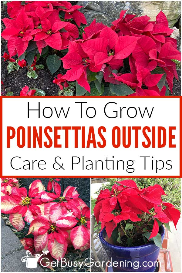  Како да се грижите за Poinsettias надвор