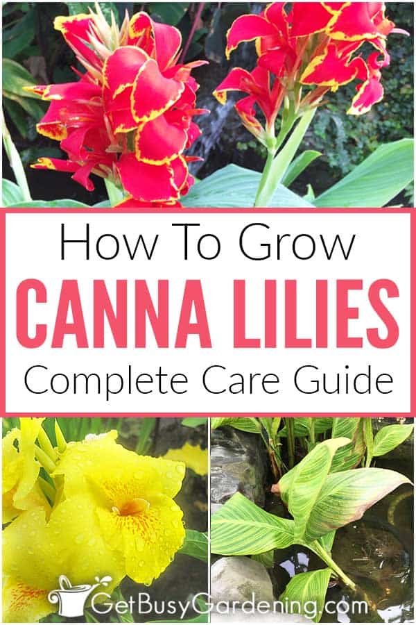  Cultiver des lys Canna dans votre jardin (Le guide complet des soins)