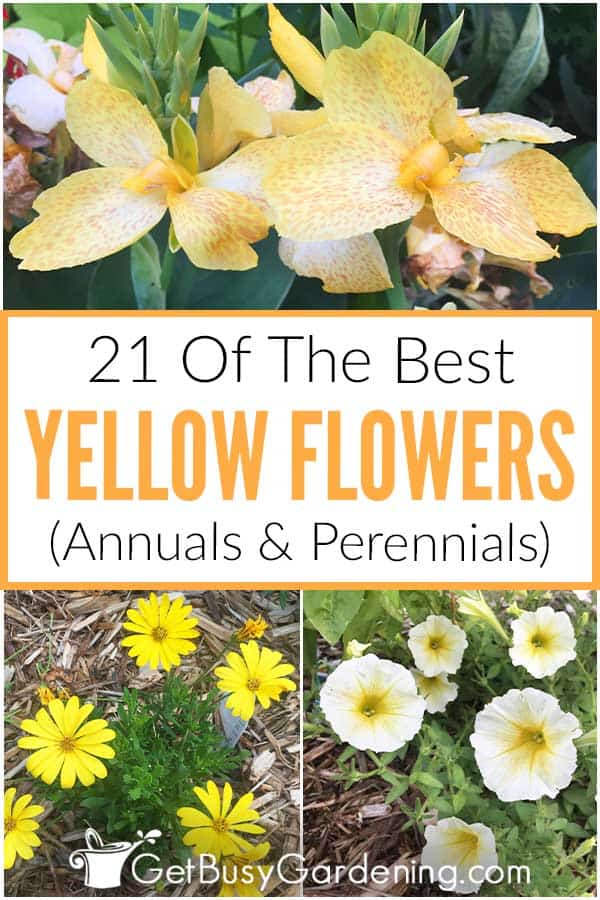  21 Bunga Kuning Terbaik (Semusim dan Tanaman Keras)