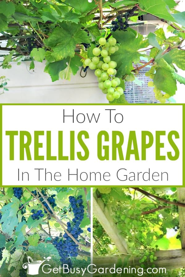  Como enredar uvas no xardín da túa casa